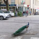 peacock invasion of italian seaside town ruffles feathers 6a08a75448c95