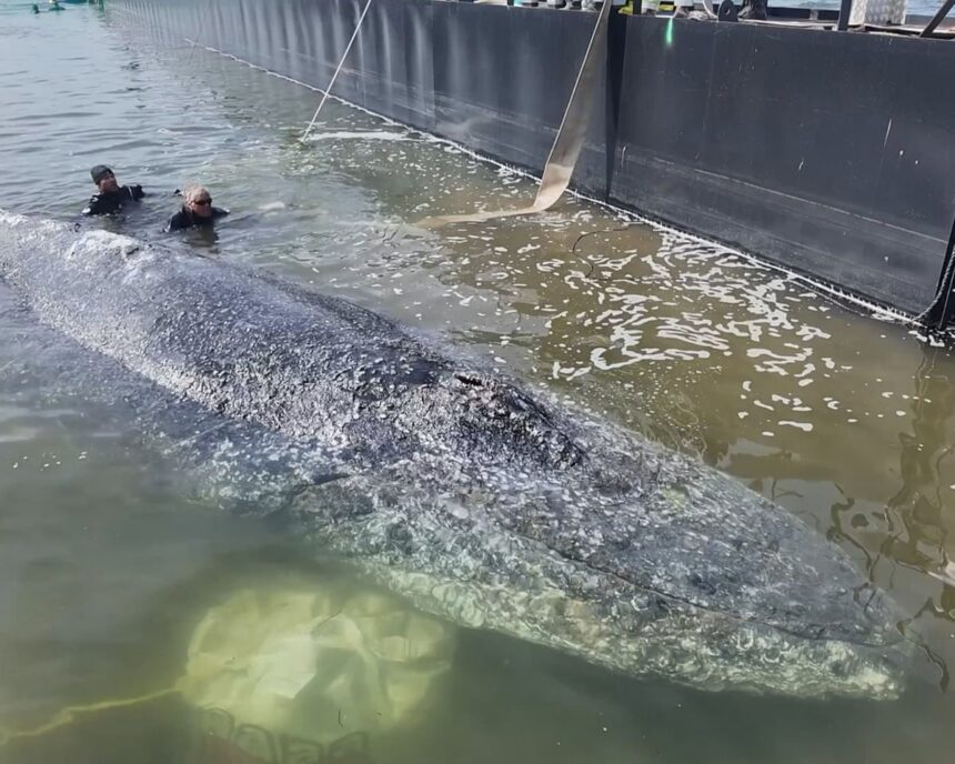 timmy the whale confirmed dead by danish authorities 6a08b5644a79f