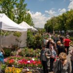concerte ateliere interactive si spectacole la west side flower fest 2026 programul evenimentului 6a215822b279e