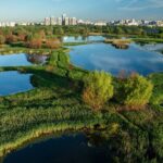 pmb organizeaza o actiune de curatare a ambroziei din parcul natural vacaresti sambata 6a2a234cc98a9