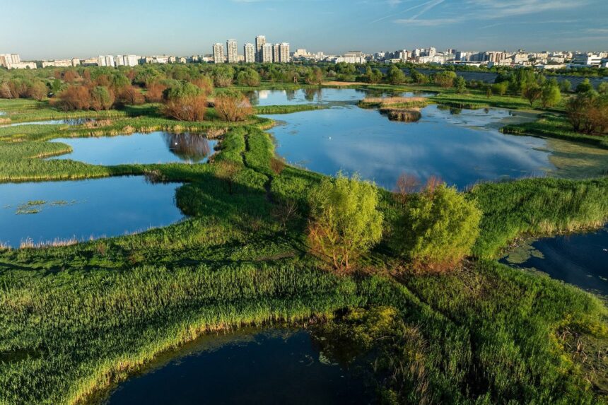 pmb organizeaza o actiune de curatare a ambroziei din parcul natural vacaresti sambata 6a2a234cc98a9
