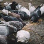 reguli noi pentru locuitorii din sectorul 2 amenzi dublate pentru hranirea pasarilor pe strada 6a39b86357543