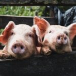 sprijinul de 20 de euro cap de animal pentru biosecuritatea suinelor lansat in consultare publica 6a2a8fa4a0ab4