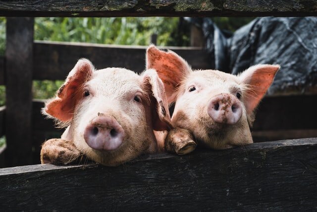 sprijinul de 20 de euro cap de animal pentru biosecuritatea suinelor lansat in consultare publica 6a2a9db1ebefe