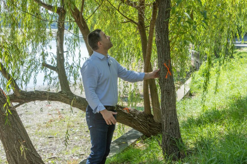 ce se intampla cu arborii de pe malul lacului herastrau primaria promite evaluarea fiecarui copac 6a5664ff155b6