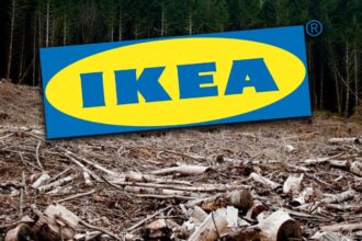 greenpeace padurile naturale din romania ajung mobila ikea in 13 tari europene 6a6861ba45bb0