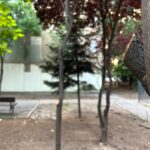 locuitorii din cartierul pajura reclama un dezastru ecologic dupa eliminarea gardurilor vii ce firme sunt responsabile cu intretinerea spatiilor verzi din sectorul 1 6a5c7dd948221