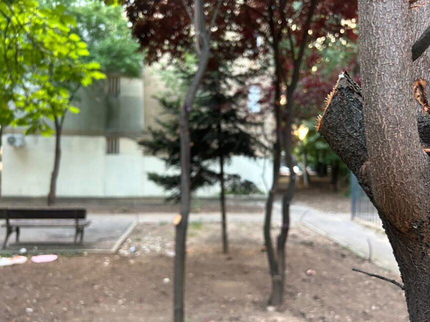 locuitorii din cartierul pajura reclama un dezastru ecologic dupa eliminarea gardurilor vii ce firme sunt responsabile cu intretinerea spatiilor verzi din sectorul 1 6a5c7dd948221