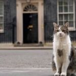pisica larry ramane sefa in downing street premierul uk nu isi aduce cainele axel la resedinta 6a6770d10019b
