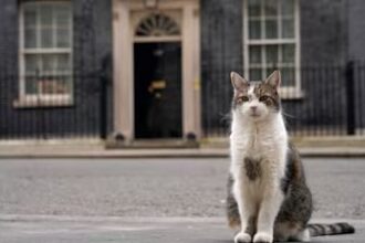 pisica larry ramane sefa in downing street premierul uk nu isi aduce cainele axel la resedinta 6a6770d10019b