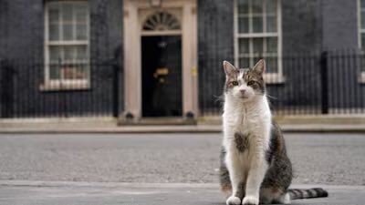 pisica larry ramane sefa in downing street premierul uk nu isi aduce cainele axel la resedinta 6a6770d10019b