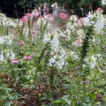 primele pajisti urbane din cismigiu au inflorit ieftin frumos ecologic 6a54b10f1ae65