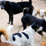 parteneriat pentru sterilizarea si vaccinarea animalelor fara stapan din sectorul 2 6a8ec6be53528