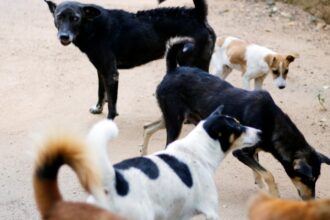 parteneriat pentru sterilizarea si vaccinarea animalelor fara stapan din sectorul 2 6a8ec6be53528