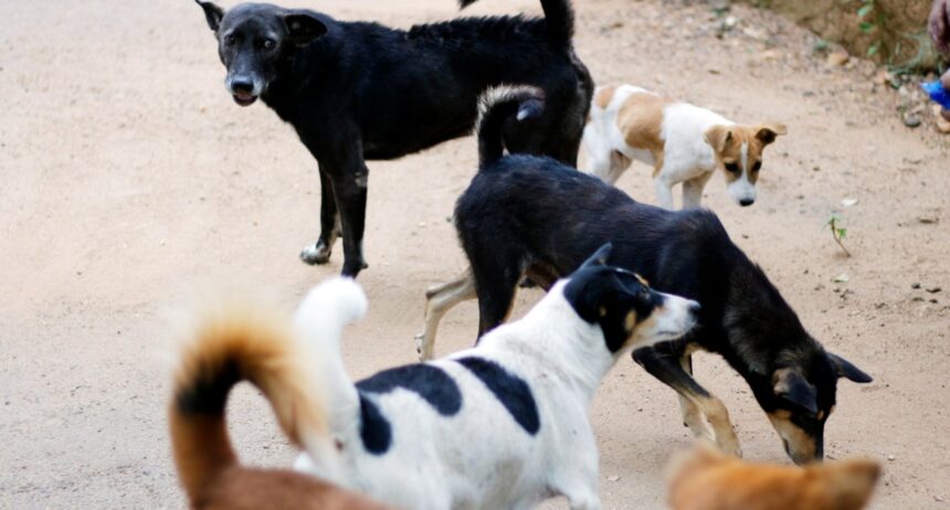 parteneriat pentru sterilizarea si vaccinarea animalelor fara stapan din sectorul 2 6a8ec6be53528